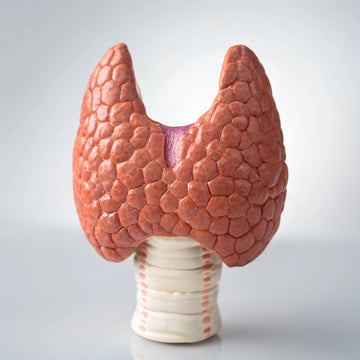 甲狀腺動力評估 ThyroFlex Panel