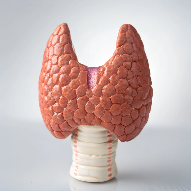 Thyroid Function Assessment (ThyroFlex)
