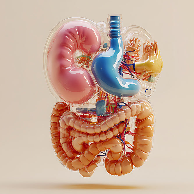 完整腸胃道消化代謝功能 Gut-META®